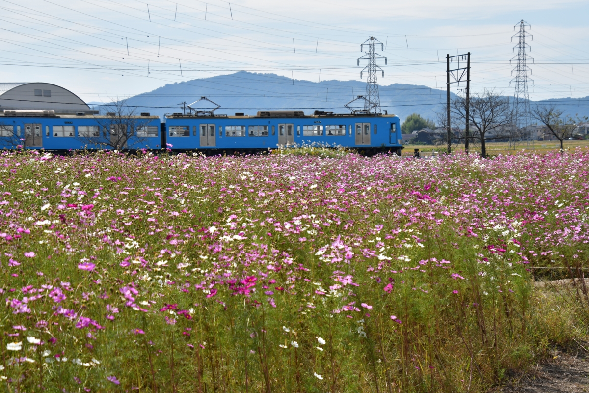 鉄道写真・コスモス・撮影地：近江鉄道八日市線・武佐－近江八幡