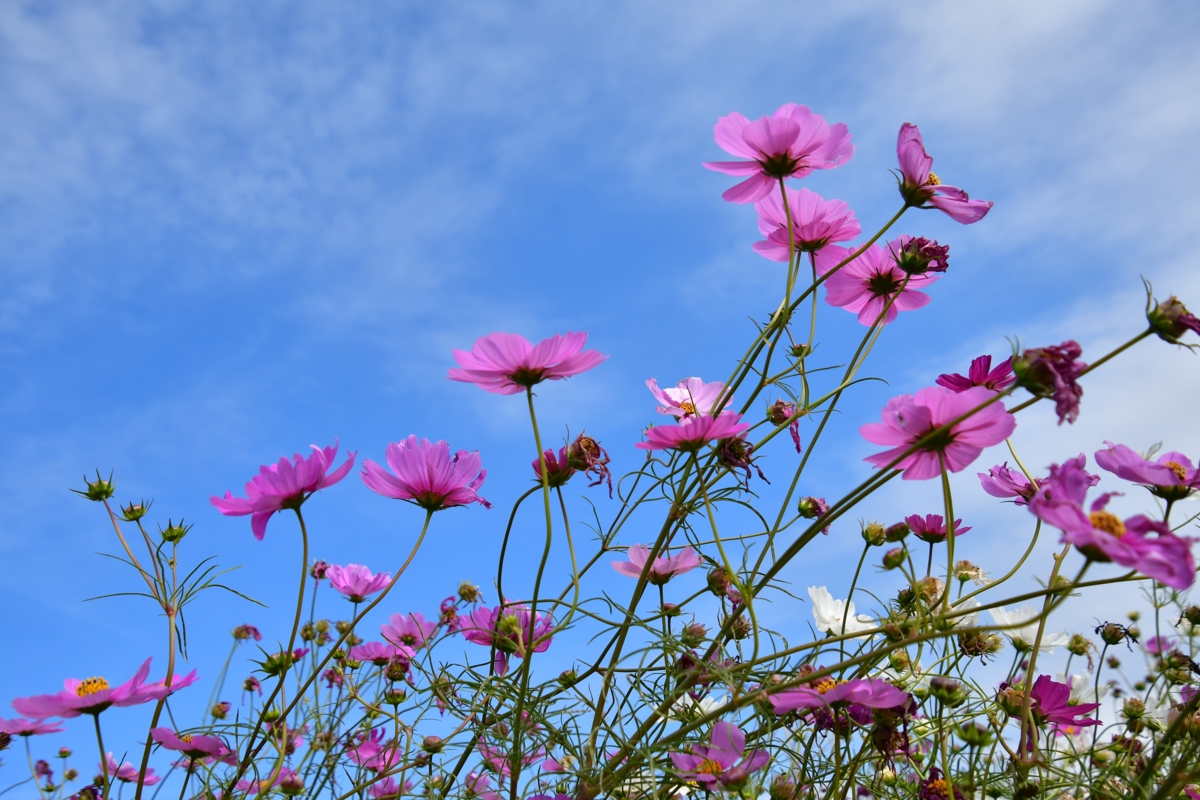 撮影・野田町コスモス畑