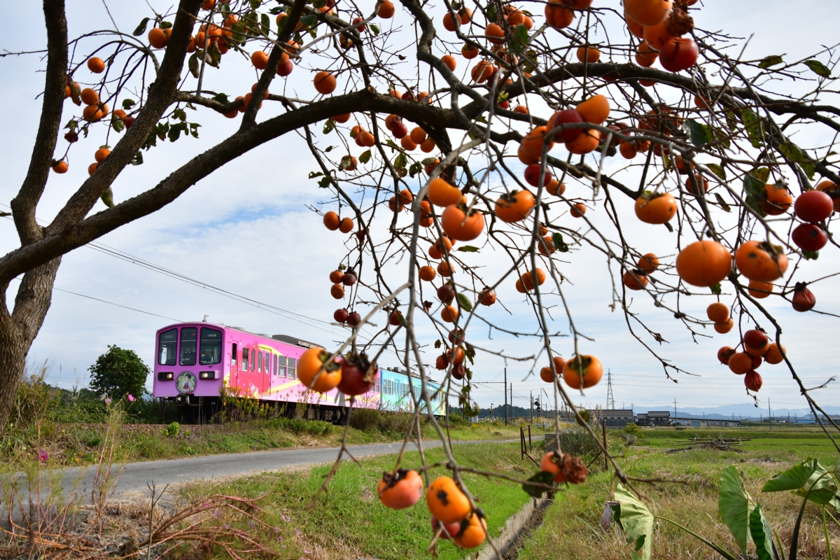 鉄道写真・秋・撮影地：近江鉄道本線・朝日大塚－朝日野