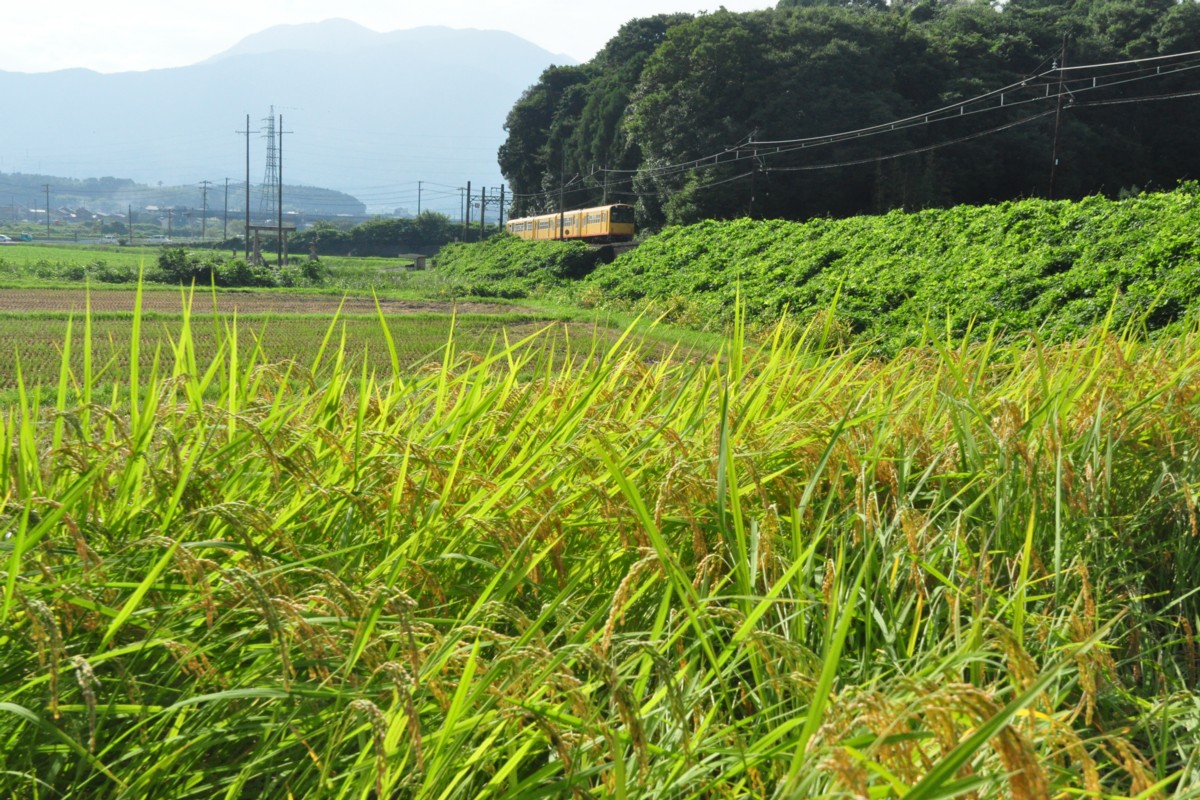 撮影・三岐鉄道北勢線・楚原－麻生田