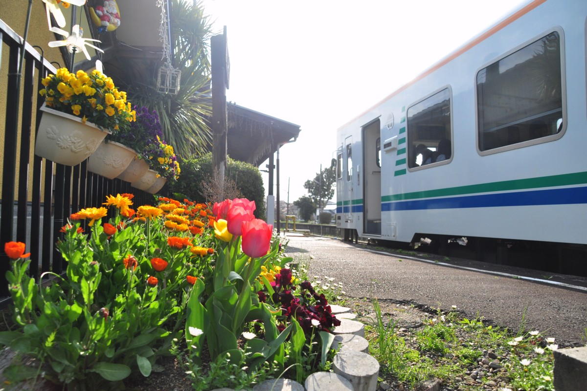 撮影・天竜浜名湖鉄道・桜木