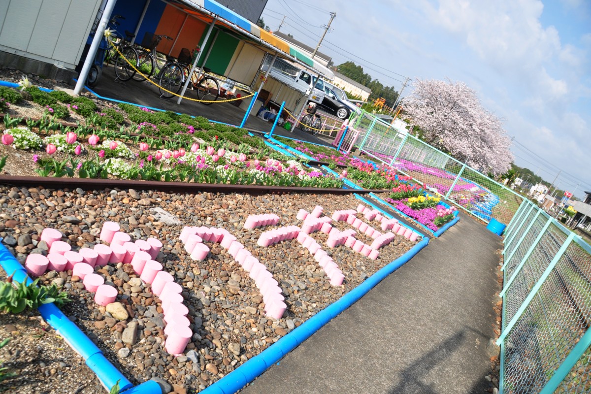 撮影・天竜浜名湖鉄道・桜木