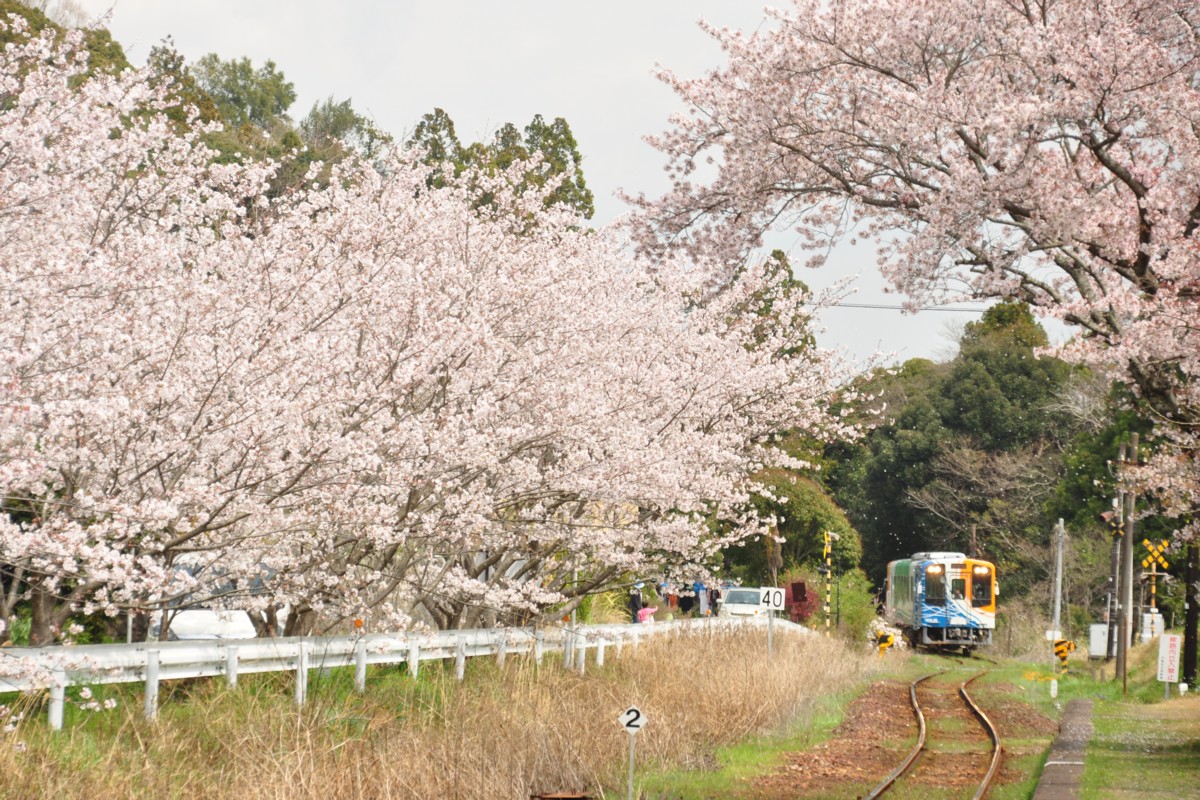 撮影・天竜浜名湖鉄道・都田