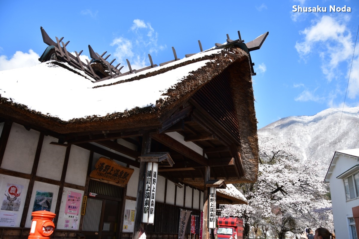 鉄道写真・桜・さくら・撮影地：会津鉄道・湯野上温泉