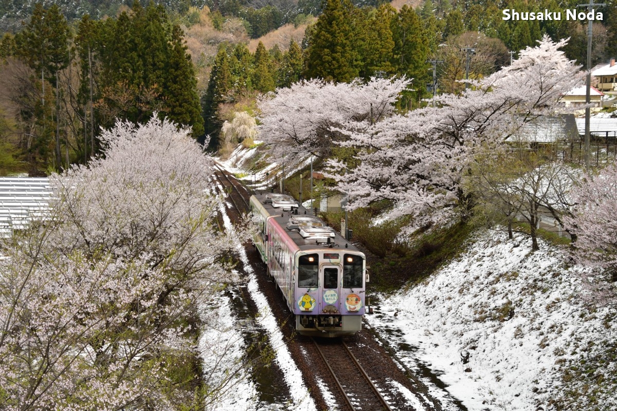 鉄道写真・桜・さくら・撮影地：会津鉄道・大川ダム公園