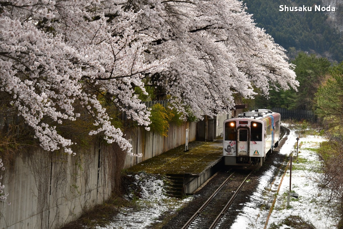 鉄道写真・桜・さくら・撮影地：会津鉄道・芦ノ牧温泉南