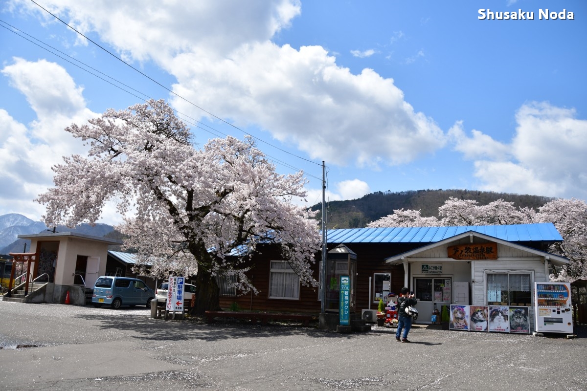 鉄道写真・桜・さくら・撮影地：会津鉄道・芦ノ牧温泉