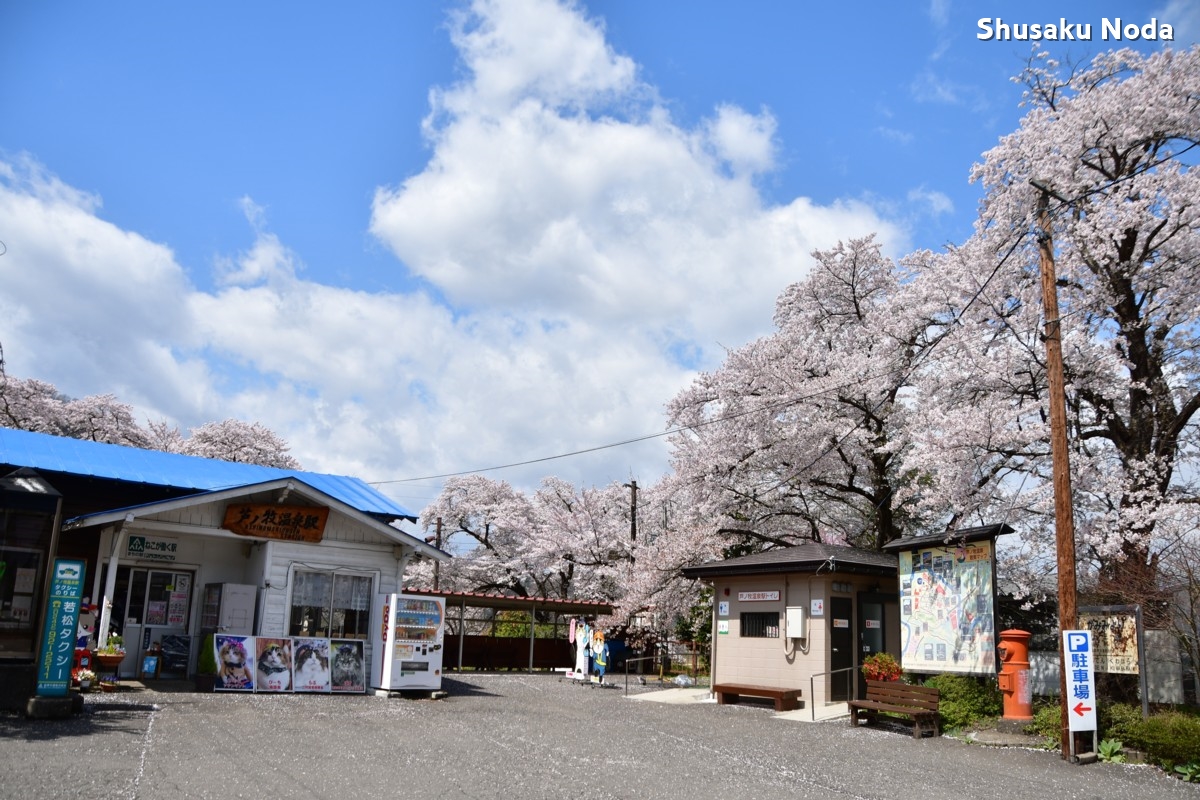 鉄道写真・桜・さくら・撮影地：会津鉄道・芦ノ牧温泉