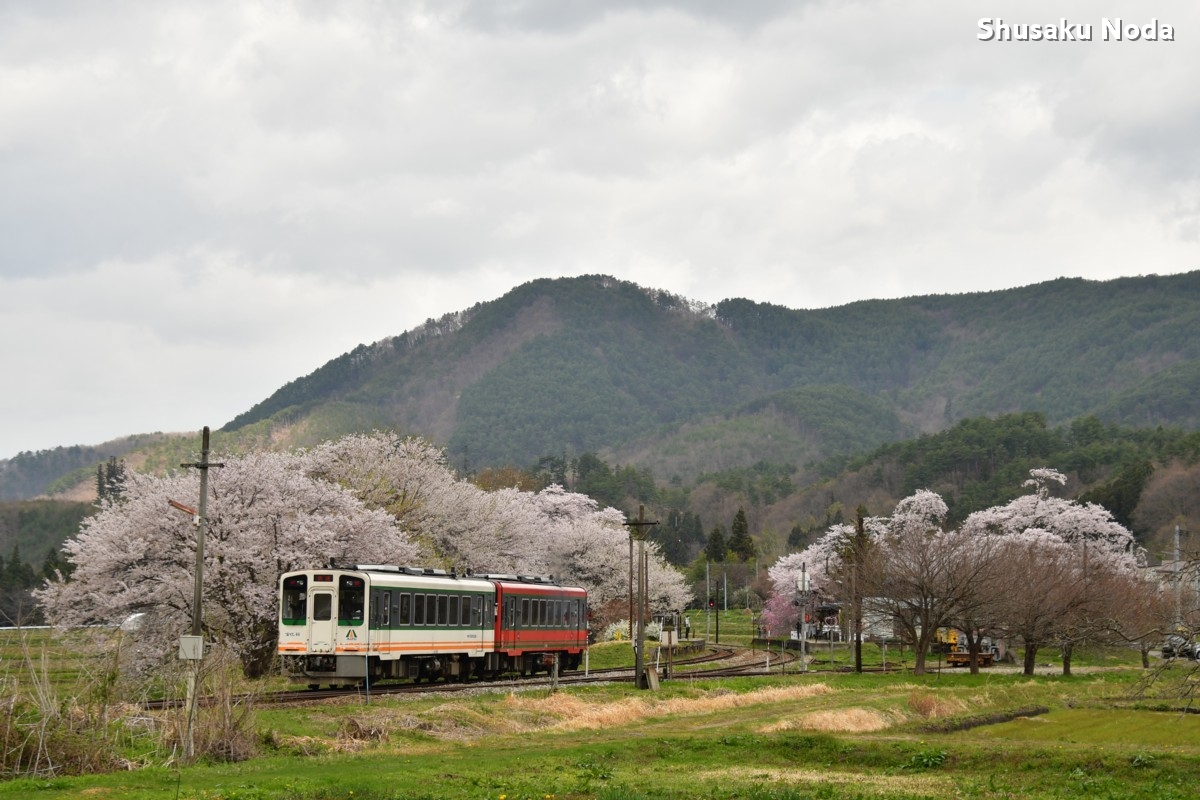 鉄道写真・桜・さくら・撮影地：会津鉄道・芦ノ牧温泉