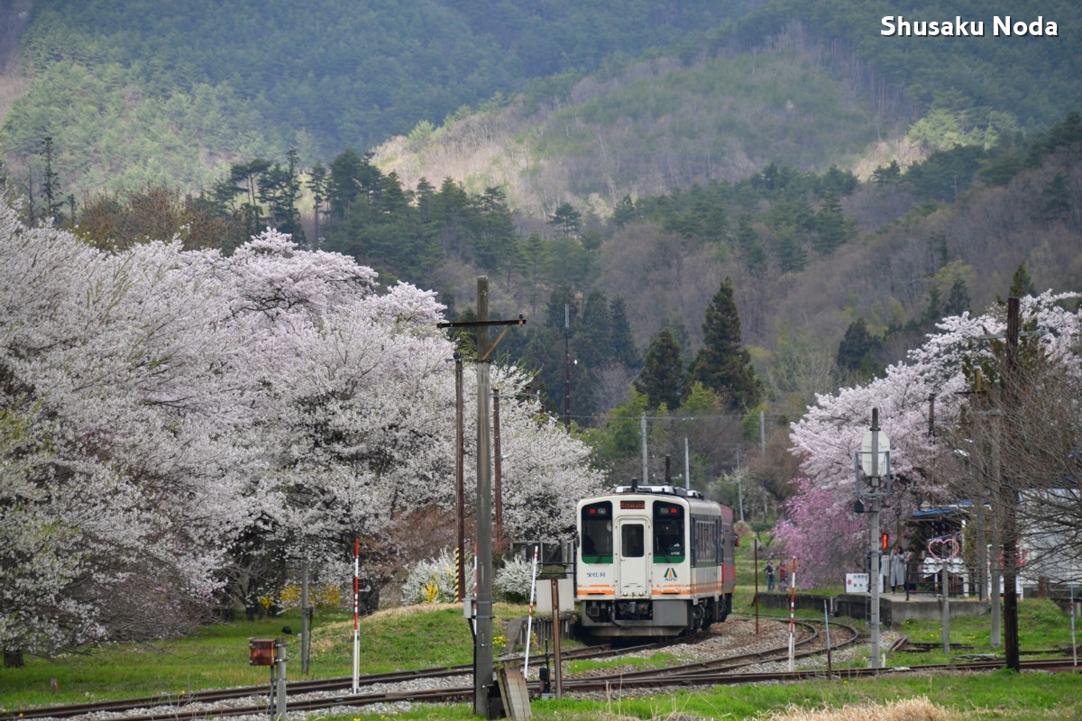 鉄道写真・桜・さくら・撮影地：会津鉄道・芦ノ牧温泉