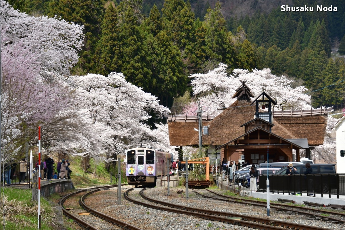 鉄道写真・桜・さくら・撮影地：会津鉄道・湯野上温泉