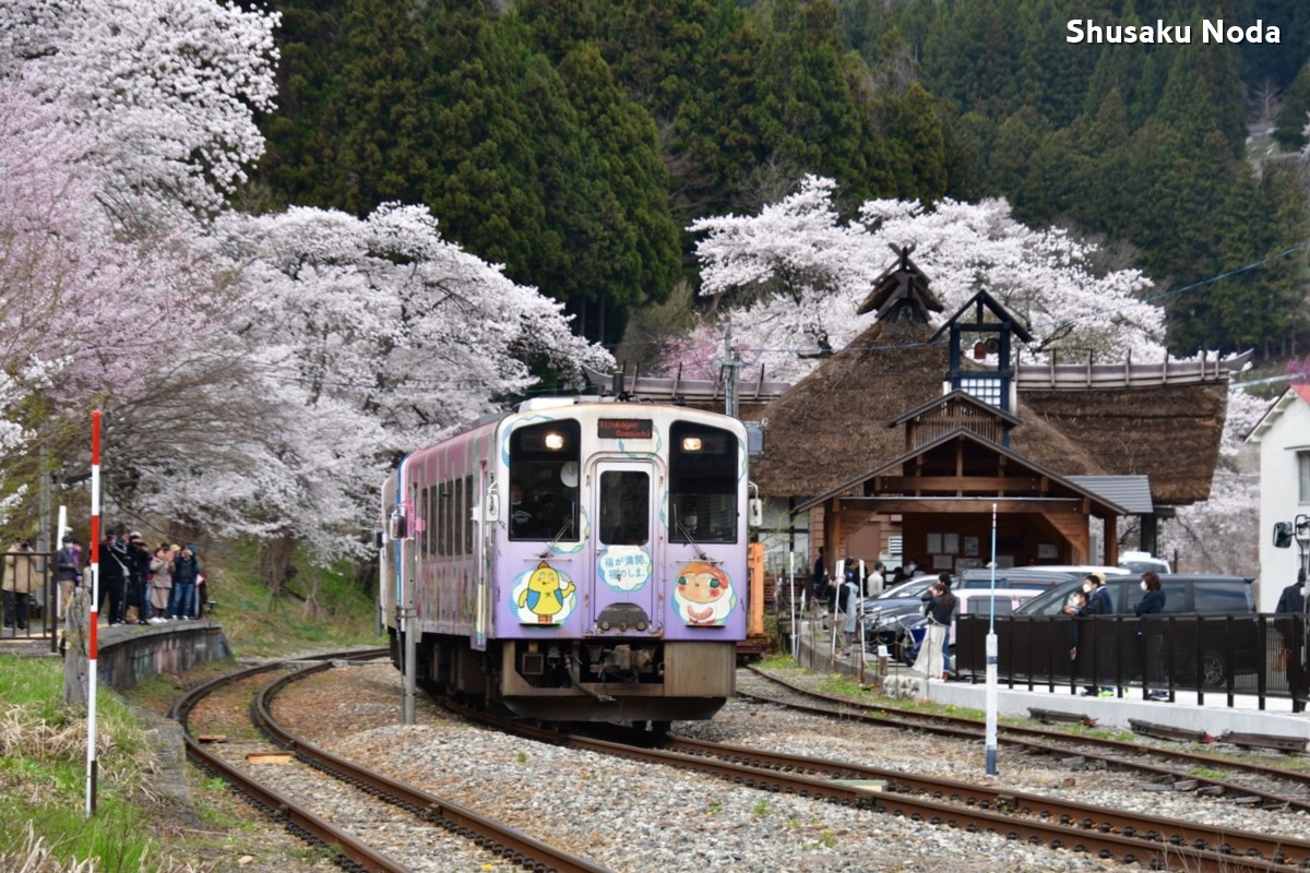 鉄道写真・桜・さくら・撮影地：会津鉄道・湯野上温泉