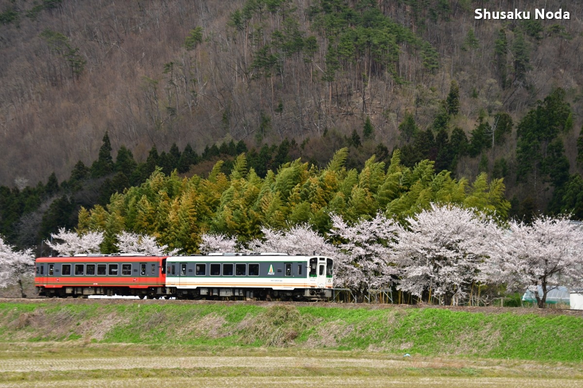 鉄道写真・桜・さくら・撮影地：会津鉄道・あまや