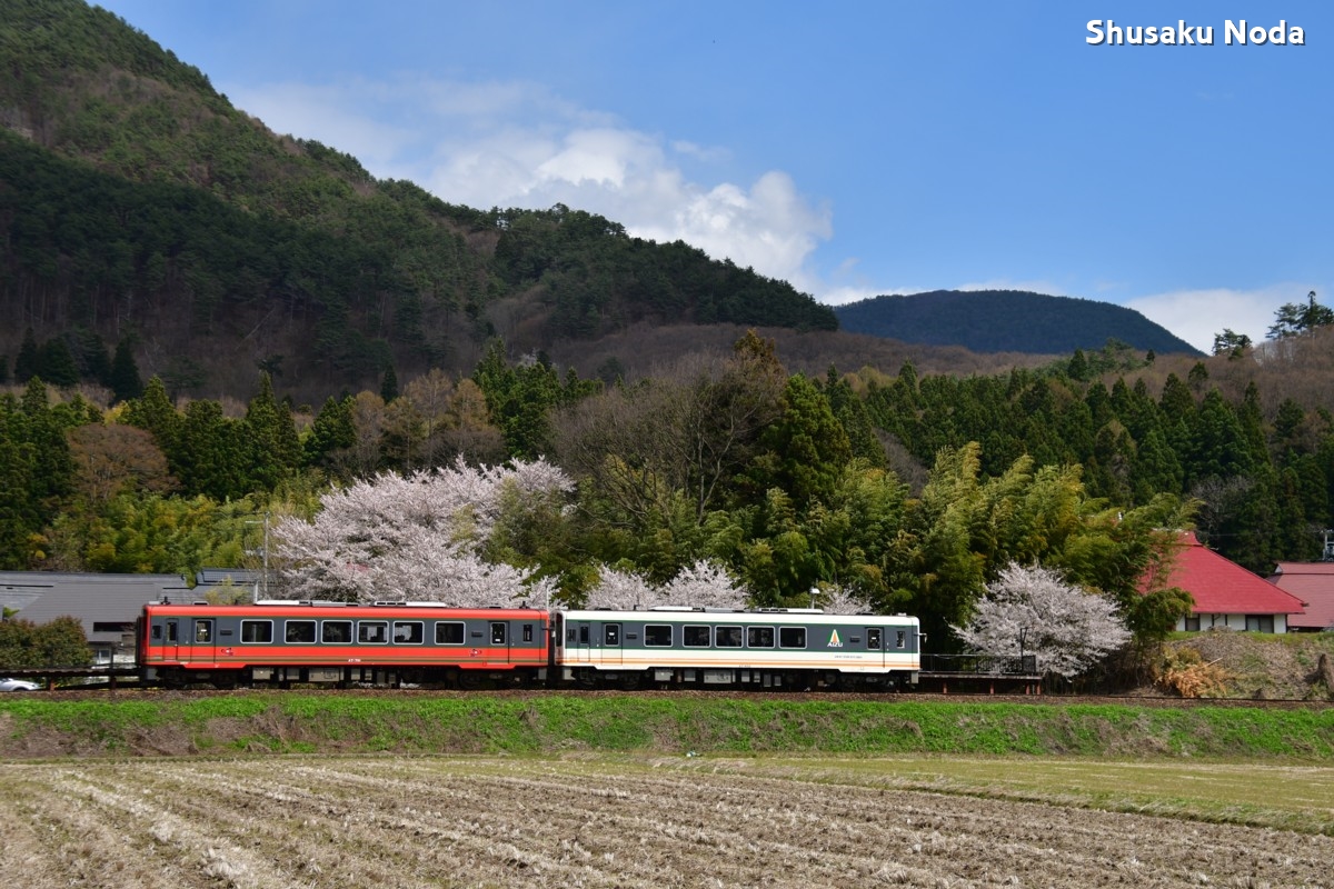 鉄道写真・桜・さくら・撮影地：会津鉄道・あまや