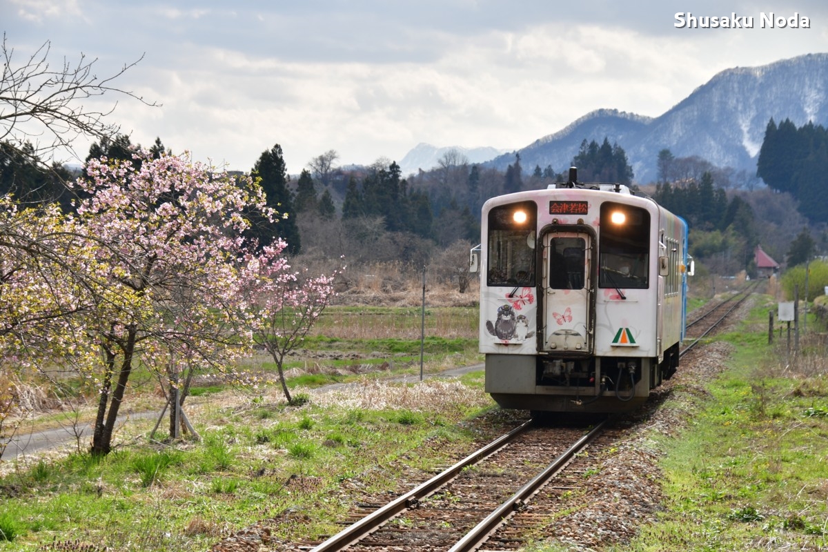鉄道写真・桜・さくら・撮影地：会津鉄道・弥五島