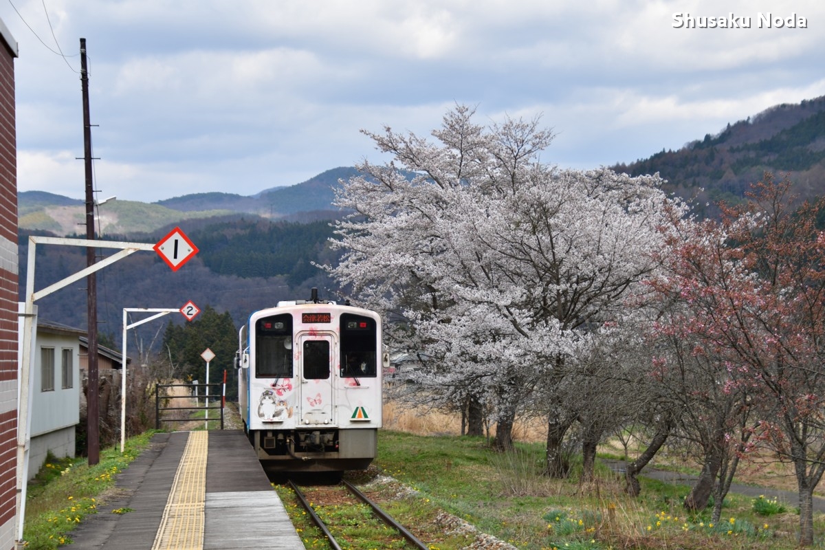 鉄道写真・桜・さくら・撮影地：会津鉄道・弥五島