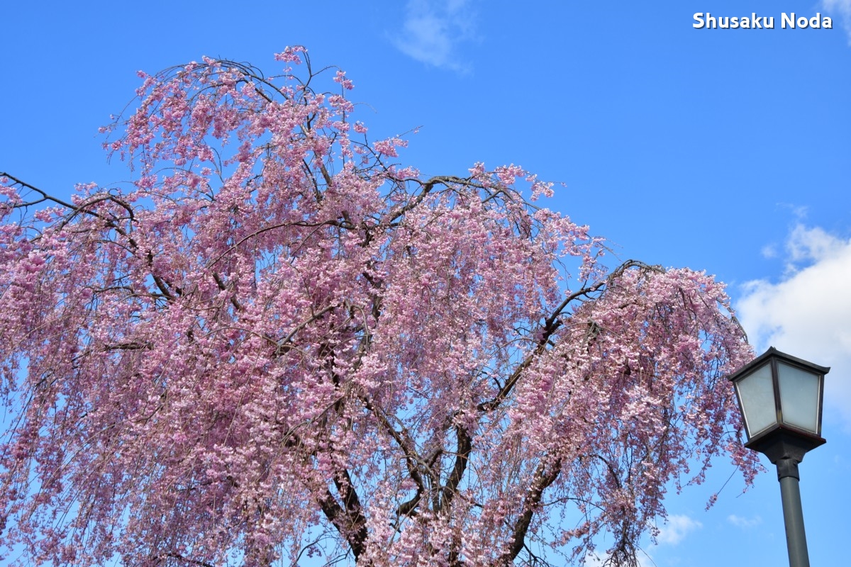 鉄道写真・桜・さくら・撮影地：新白河