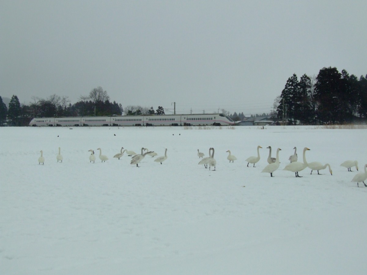 撮影・雪・田沢湖線・角館－鶯野