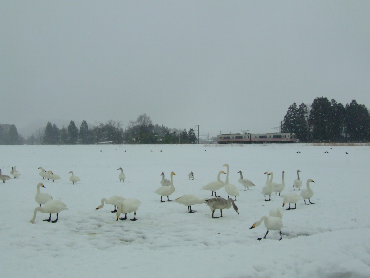 撮影・雪・田沢湖線・角館－鶯野