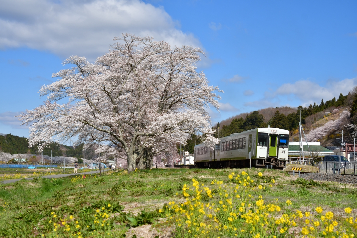 鉄道写真・撮影・桜・磐越東線・夏井