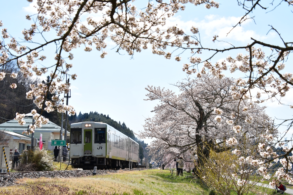 鉄道写真・撮影・桜・磐越東線・夏井