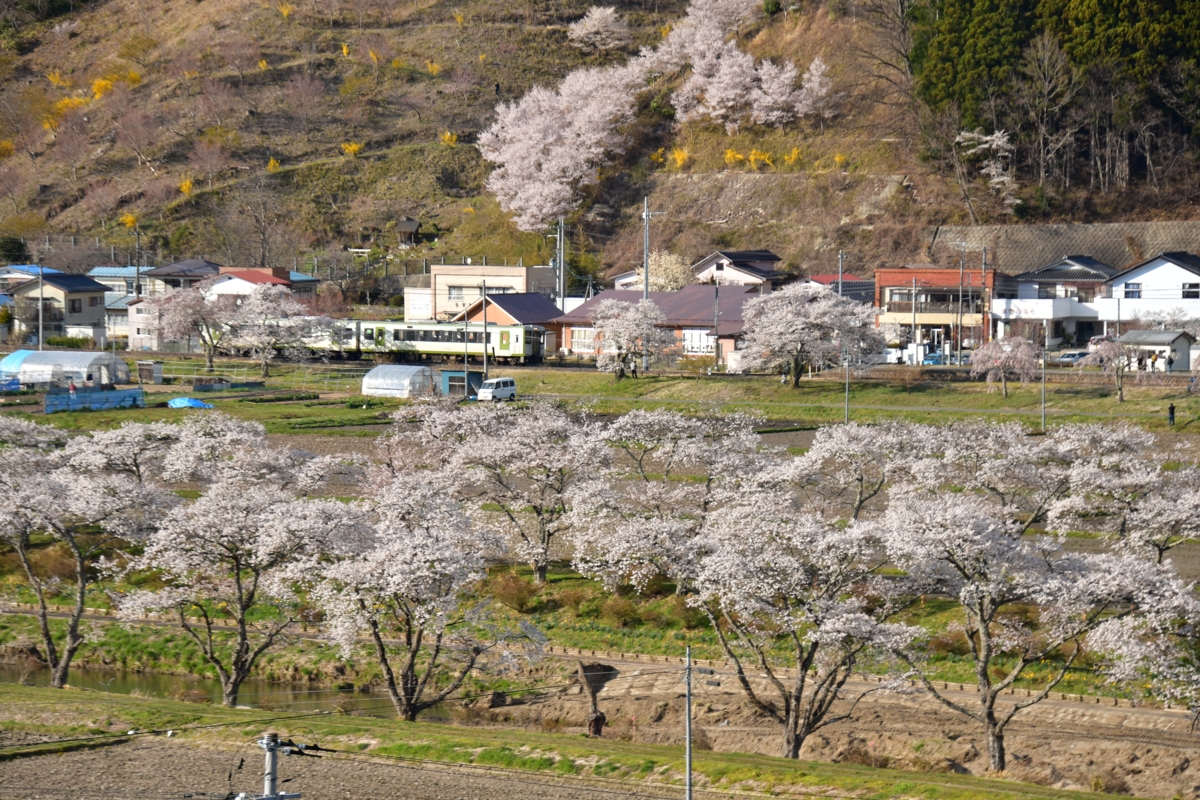 鉄道写真・撮影・桜・磐越東線・夏井