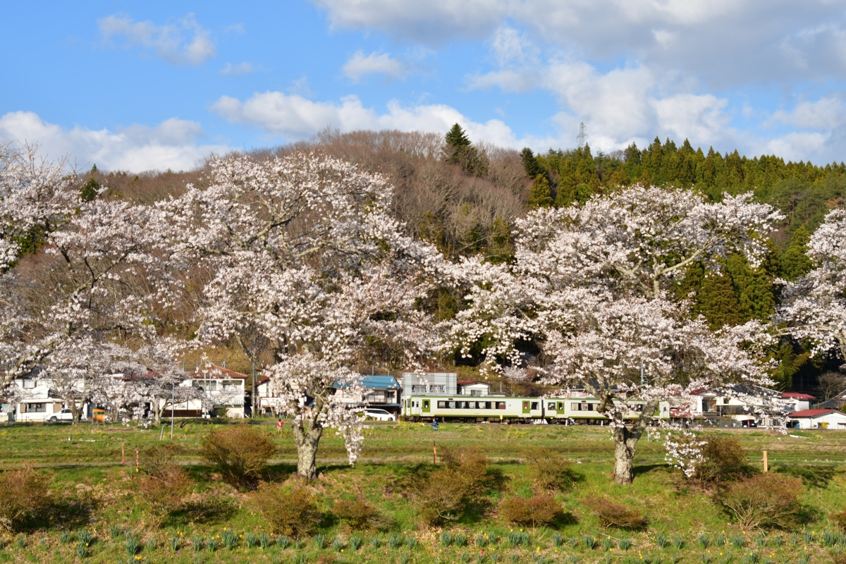 鉄道写真・撮影・桜・磐越東線・夏井