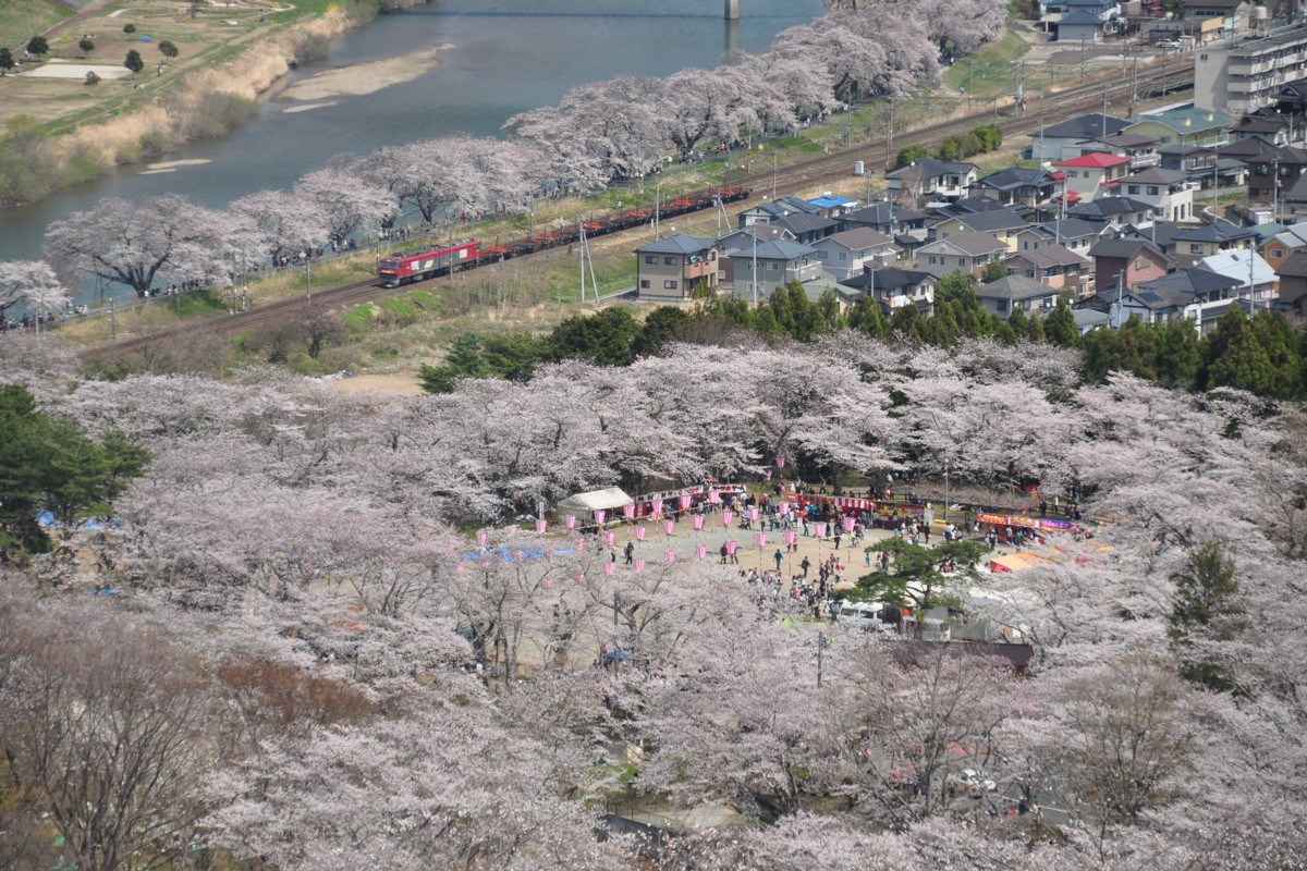 撮影・東北本線・桜・船岡