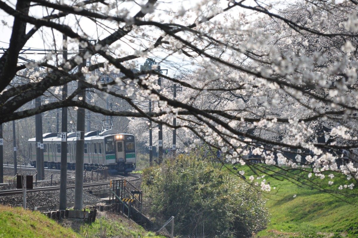 撮影・東北本線・桜・船岡