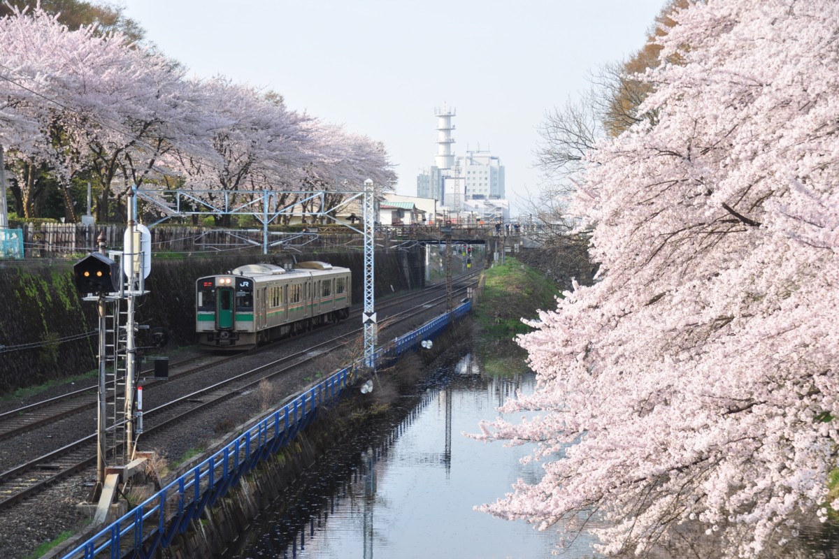 撮影・桜・山形－北山形・奥羽本線