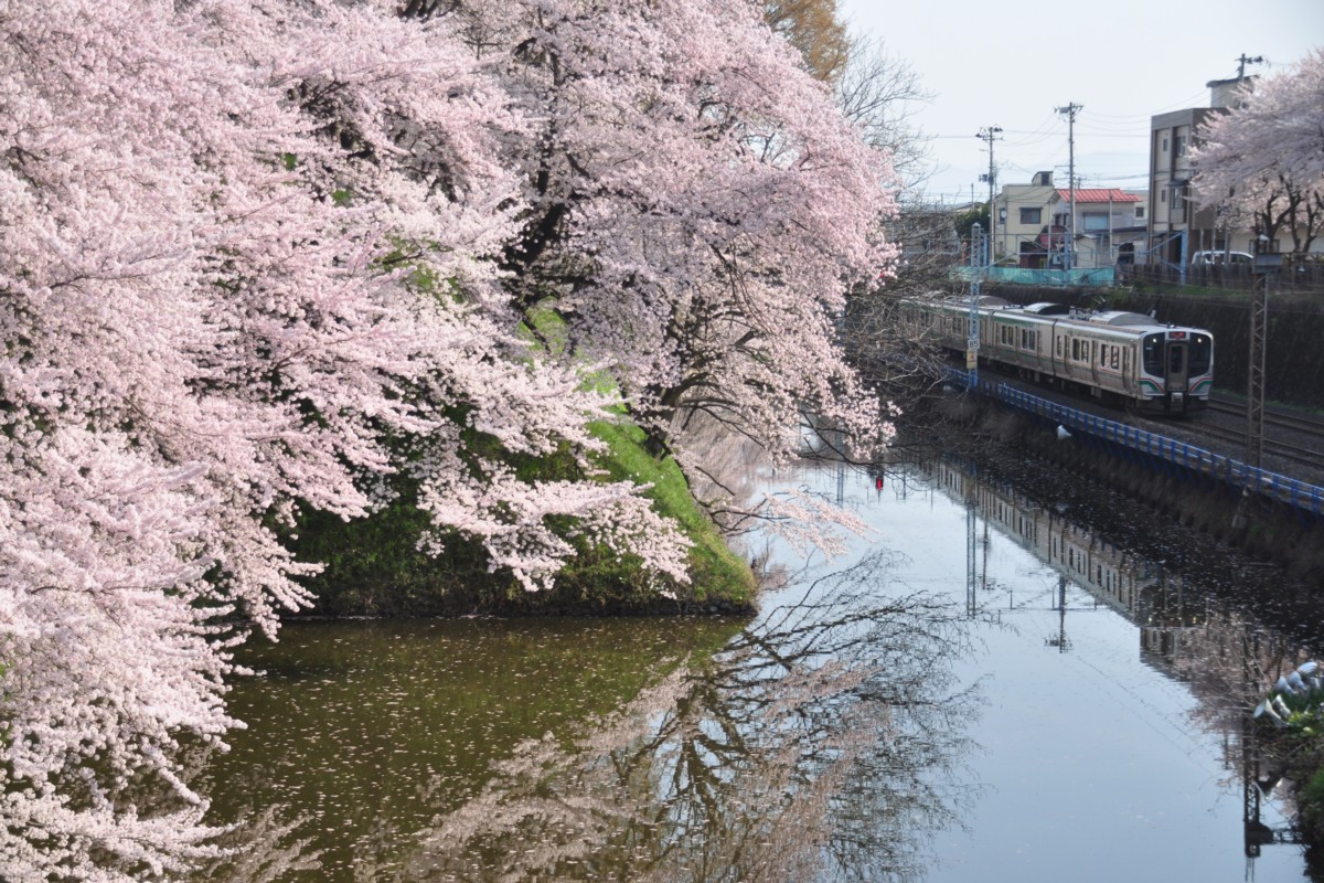 撮影・桜・山形－北山形・仙山線