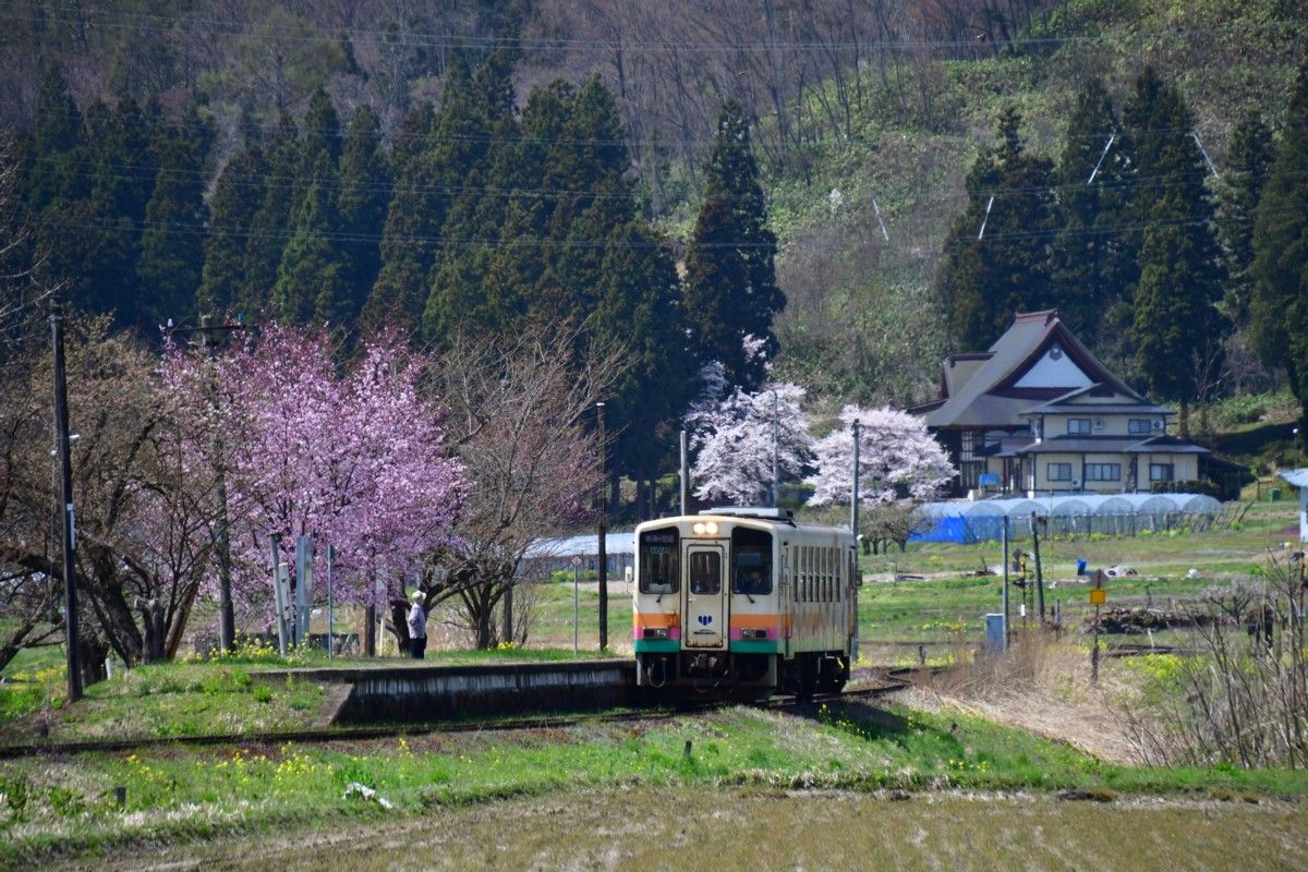 撮影・桜・山形鉄道・梨郷