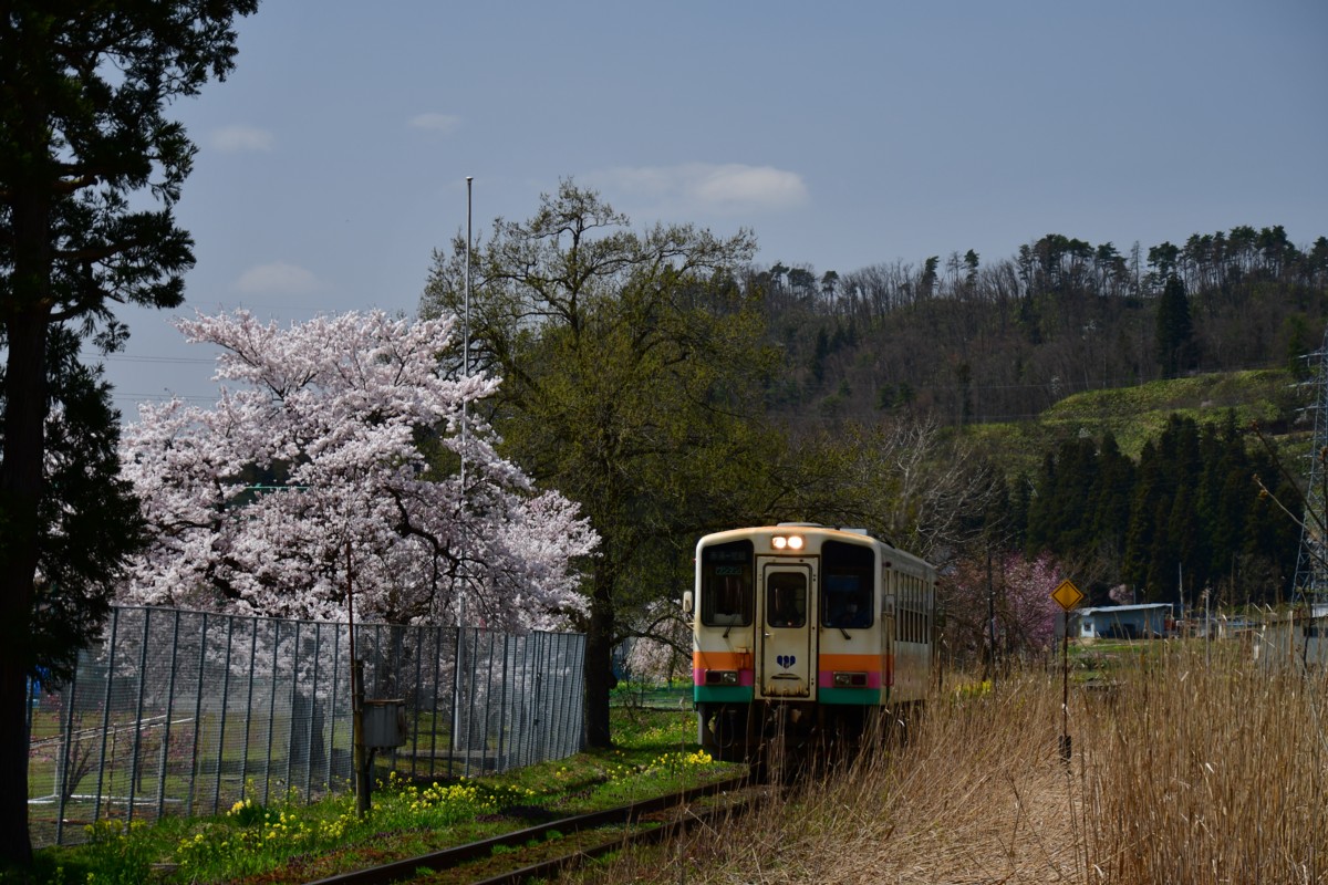 撮影・桜・山形鉄道・梨郷