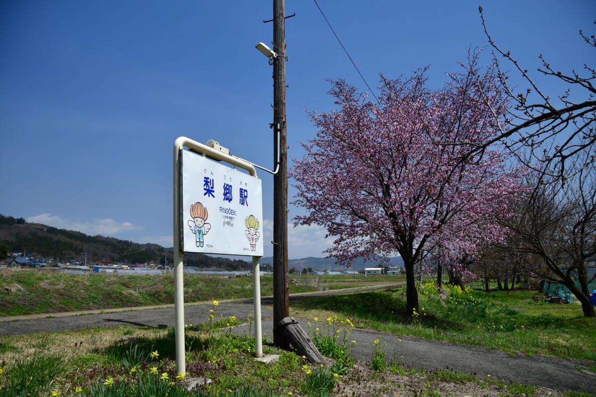 撮影・桜・山形鉄道・梨郷