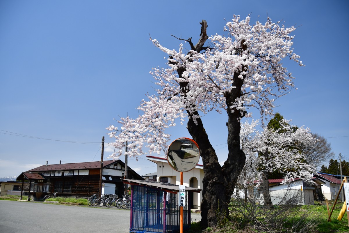 撮影・桜・山形鉄道・西大塚