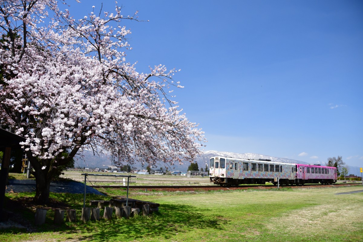 撮影・桜・山形鉄道・時庭