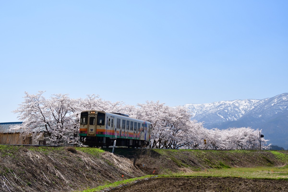 撮影・桜・山形鉄道・四季の郷－荒砥