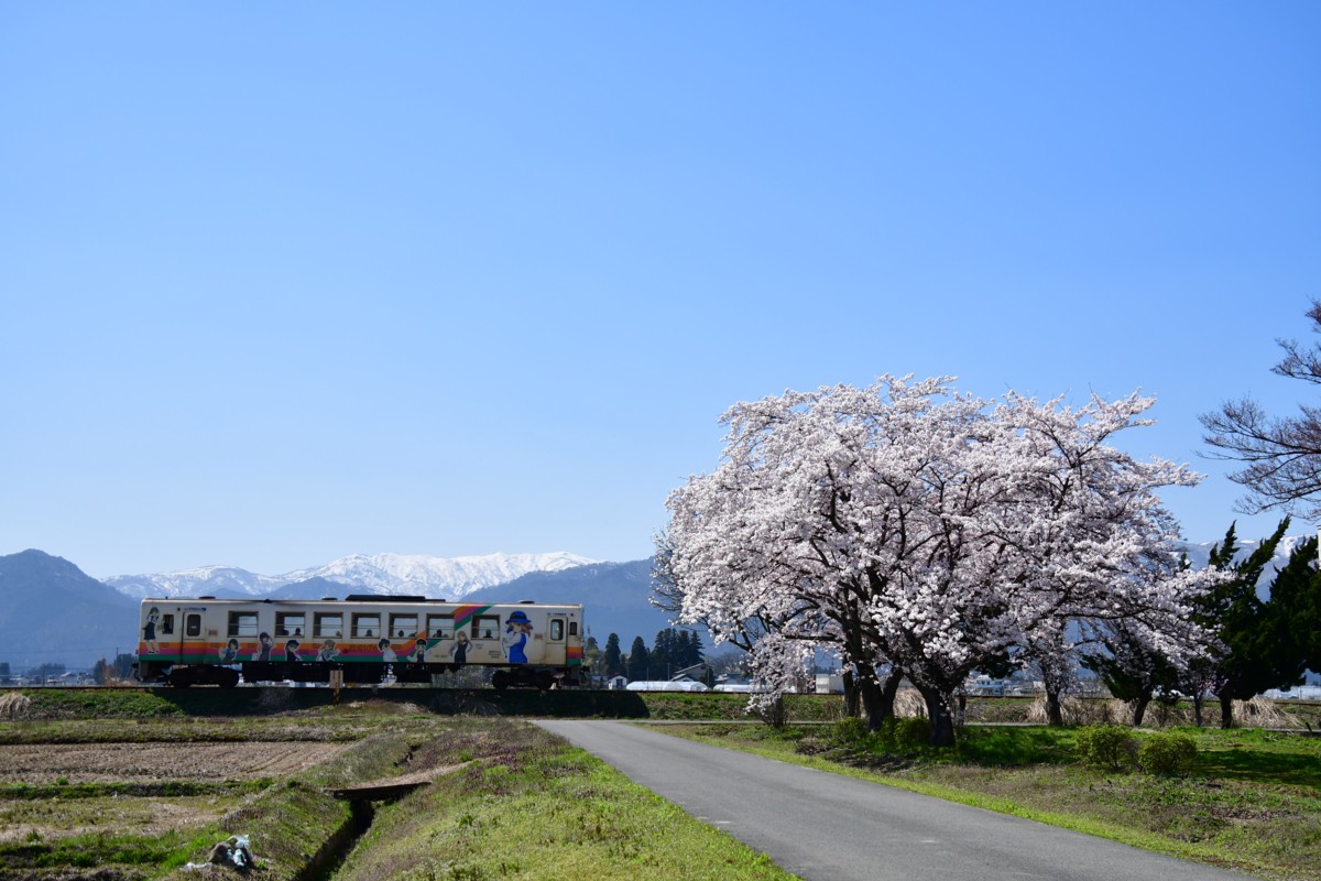 撮影・桜・山形鉄道・時庭－南長井