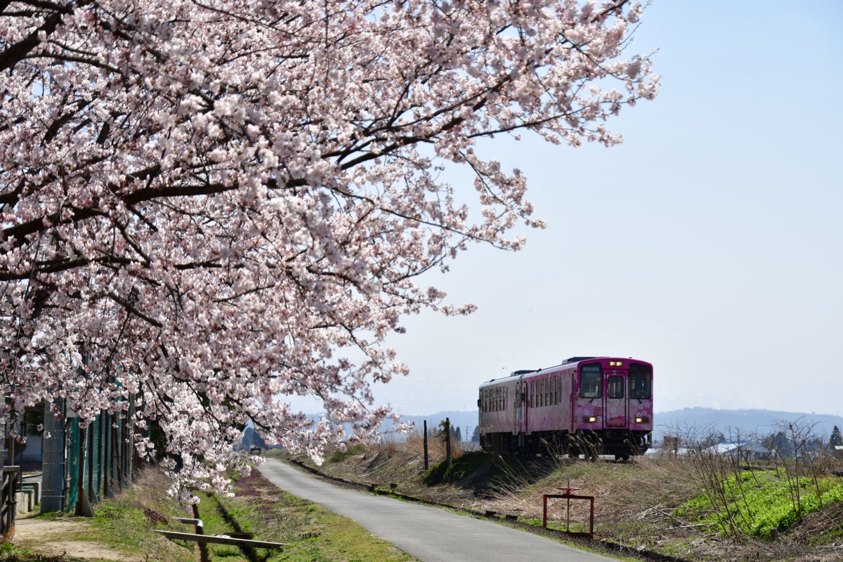 撮影・桜・山形鉄道・時庭－南長井