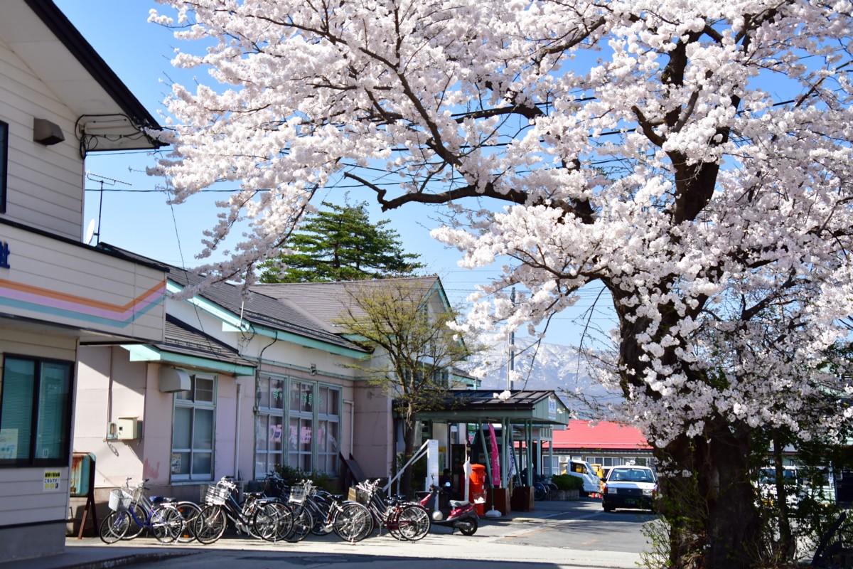 撮影・桜・山形鉄道・長井