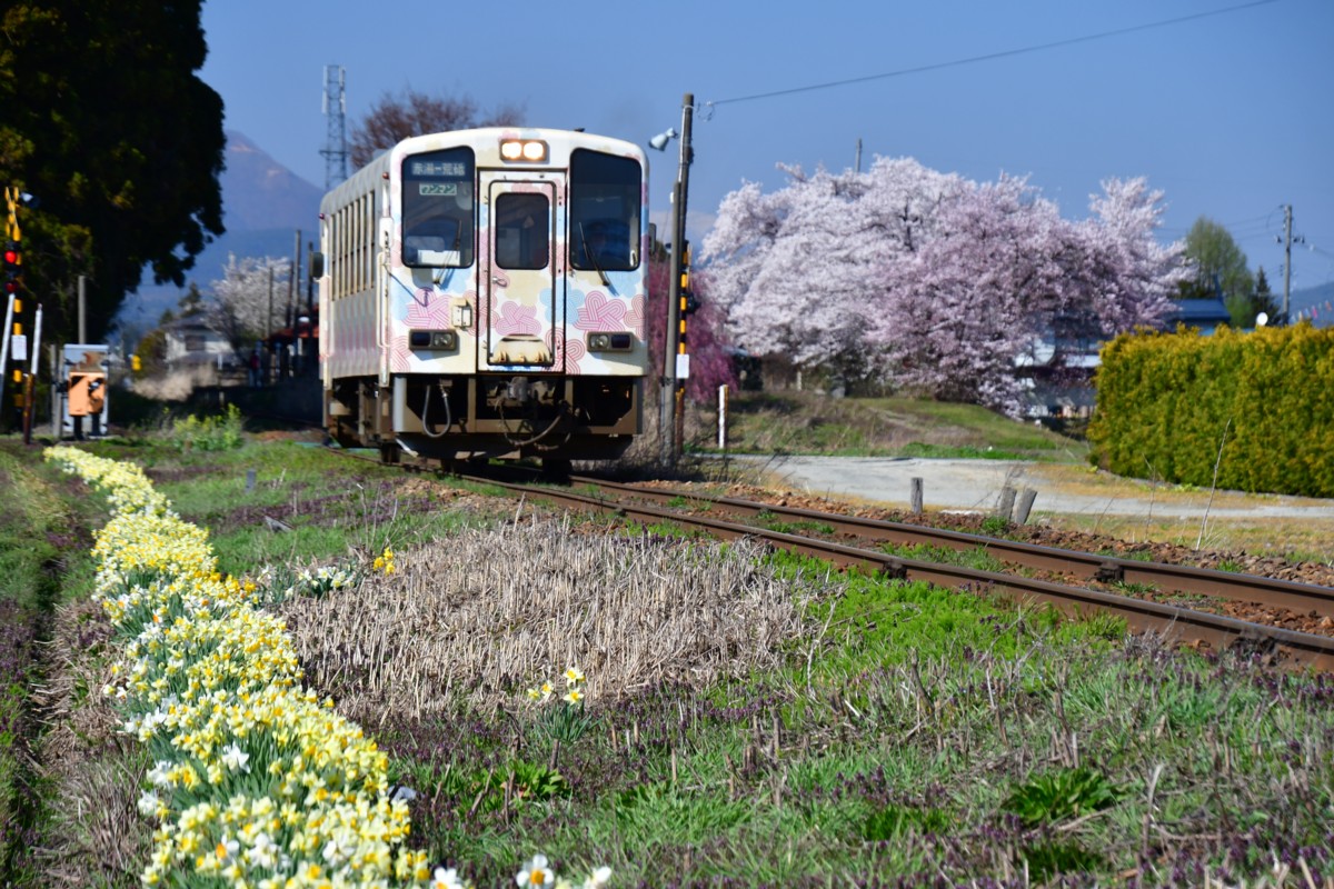 撮影・桜・山形鉄道・羽前成田