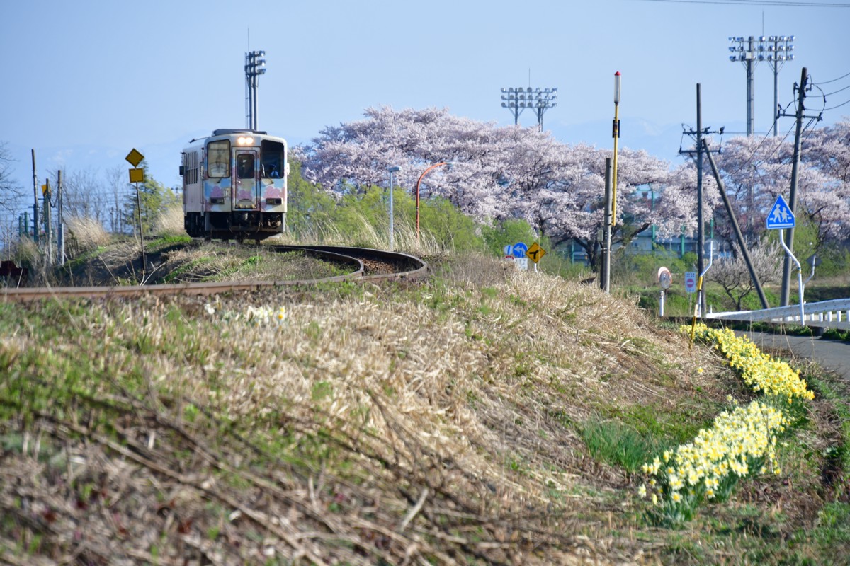 撮影・桜・山形鉄道・あやめ公園－羽前成田