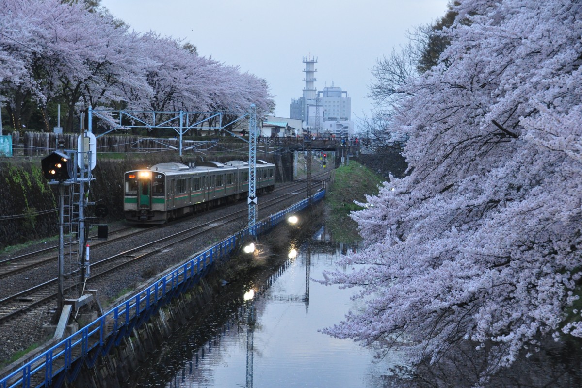 撮影・桜・山形－北山形