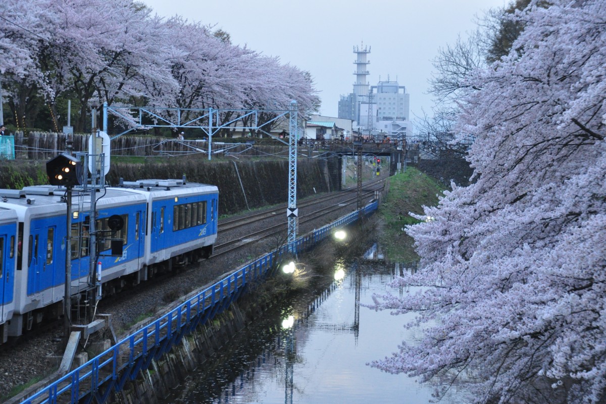 撮影・桜・山形－北山形