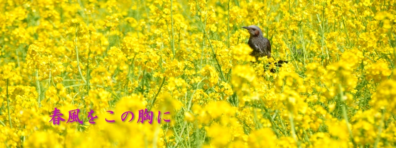 2015年3月の表紙