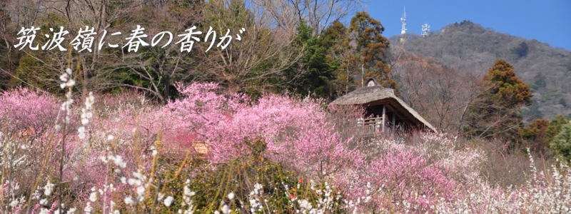 2017年3月の表紙